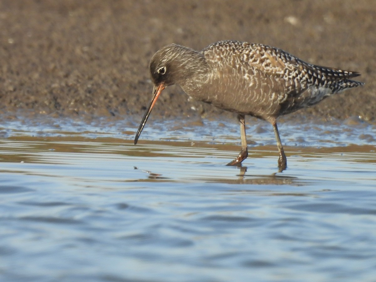Spotted Redshank - ML618316853