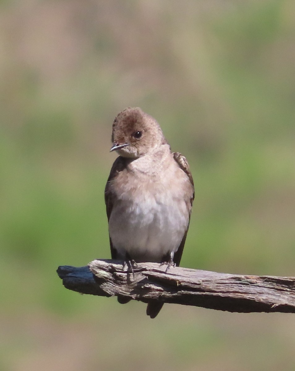 Northern Rough-winged Swallow - ML618316927