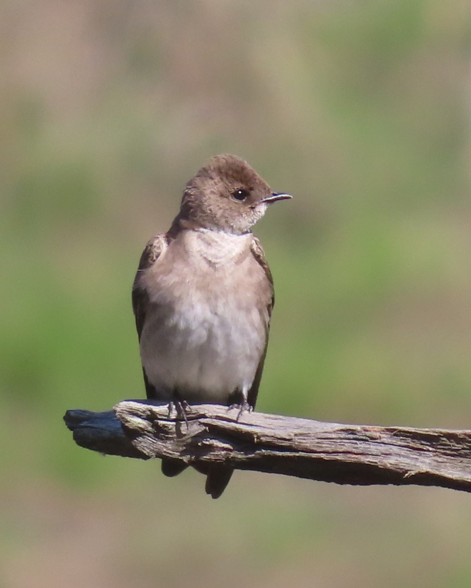 Northern Rough-winged Swallow - ML618316928