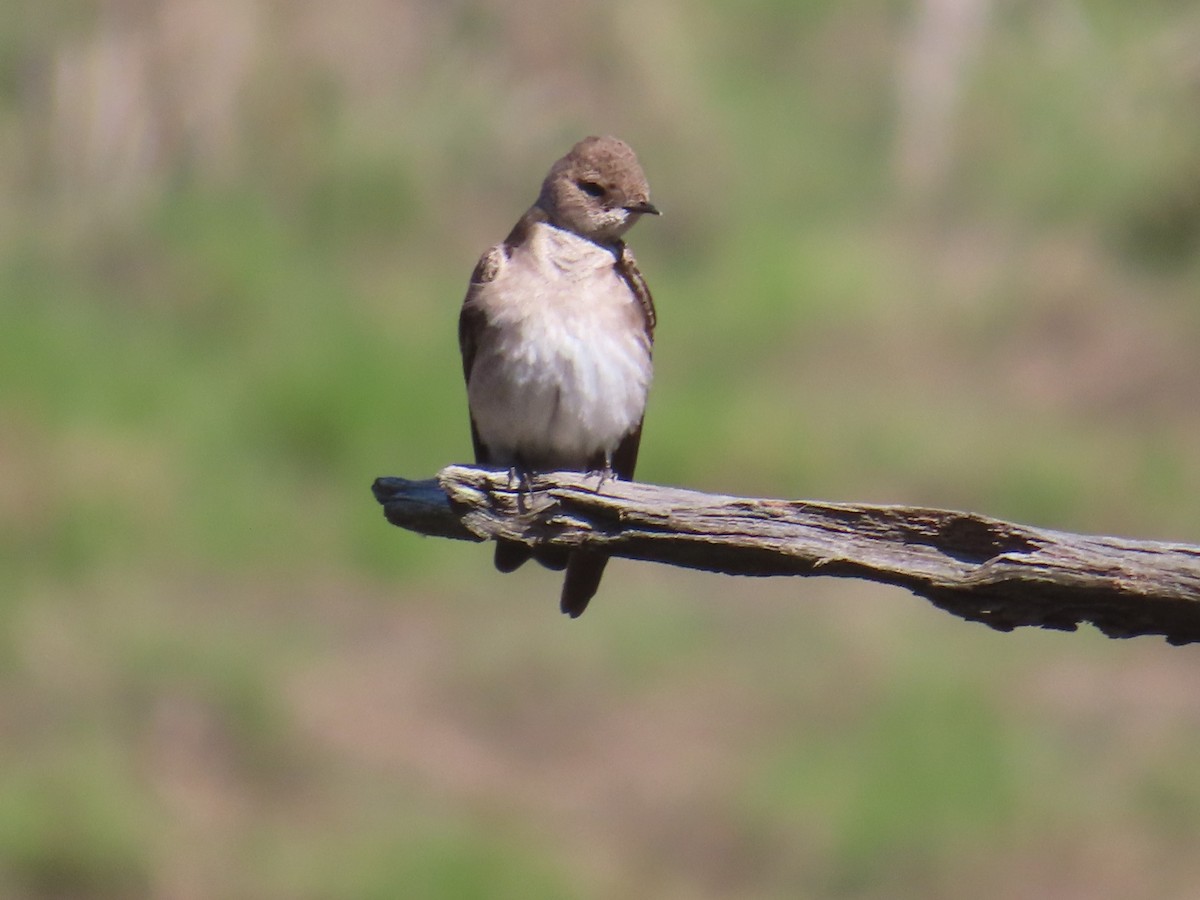 Northern Rough-winged Swallow - ML618316930
