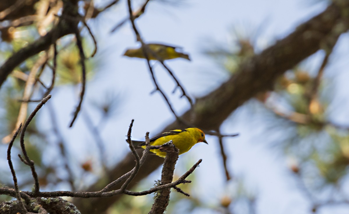 Western Tanager - ML618316931