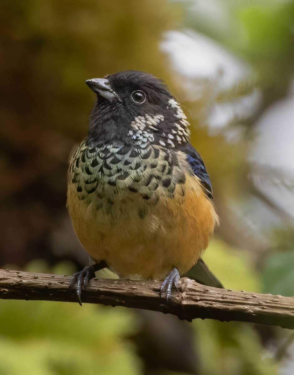 Spangle-cheeked Tanager - ML618316934