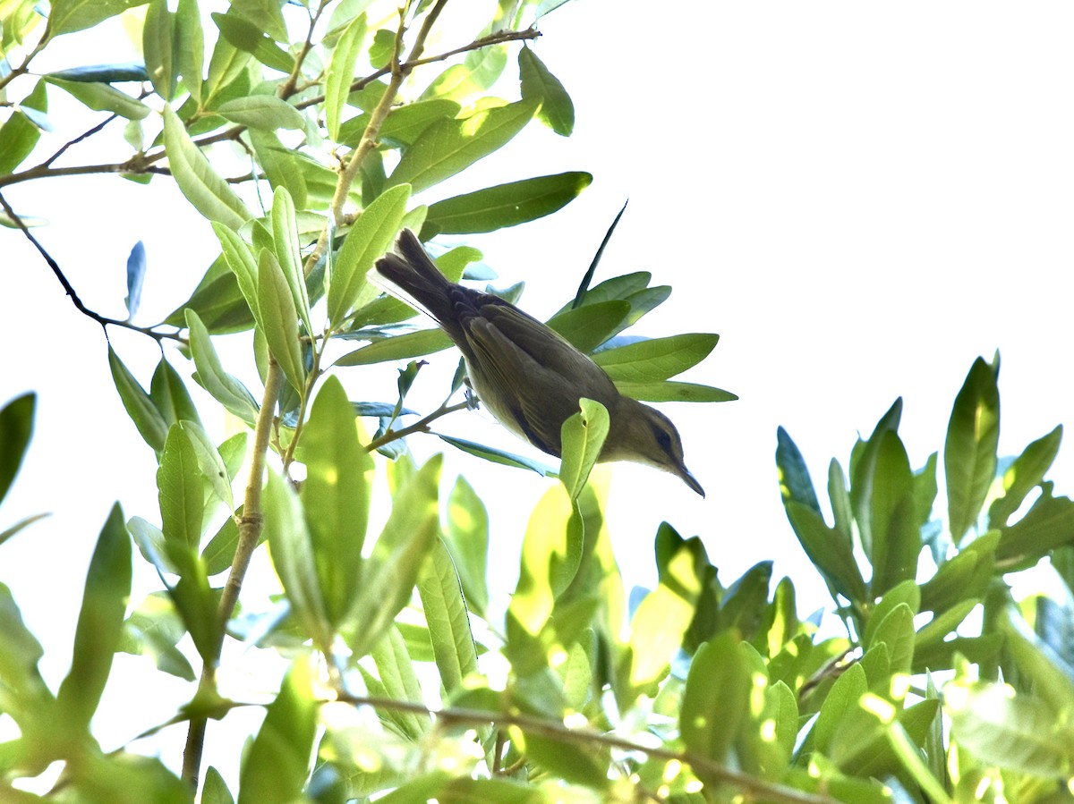 Ebird Checklist - 2 May 2024 - Cambier Park - 1 Species