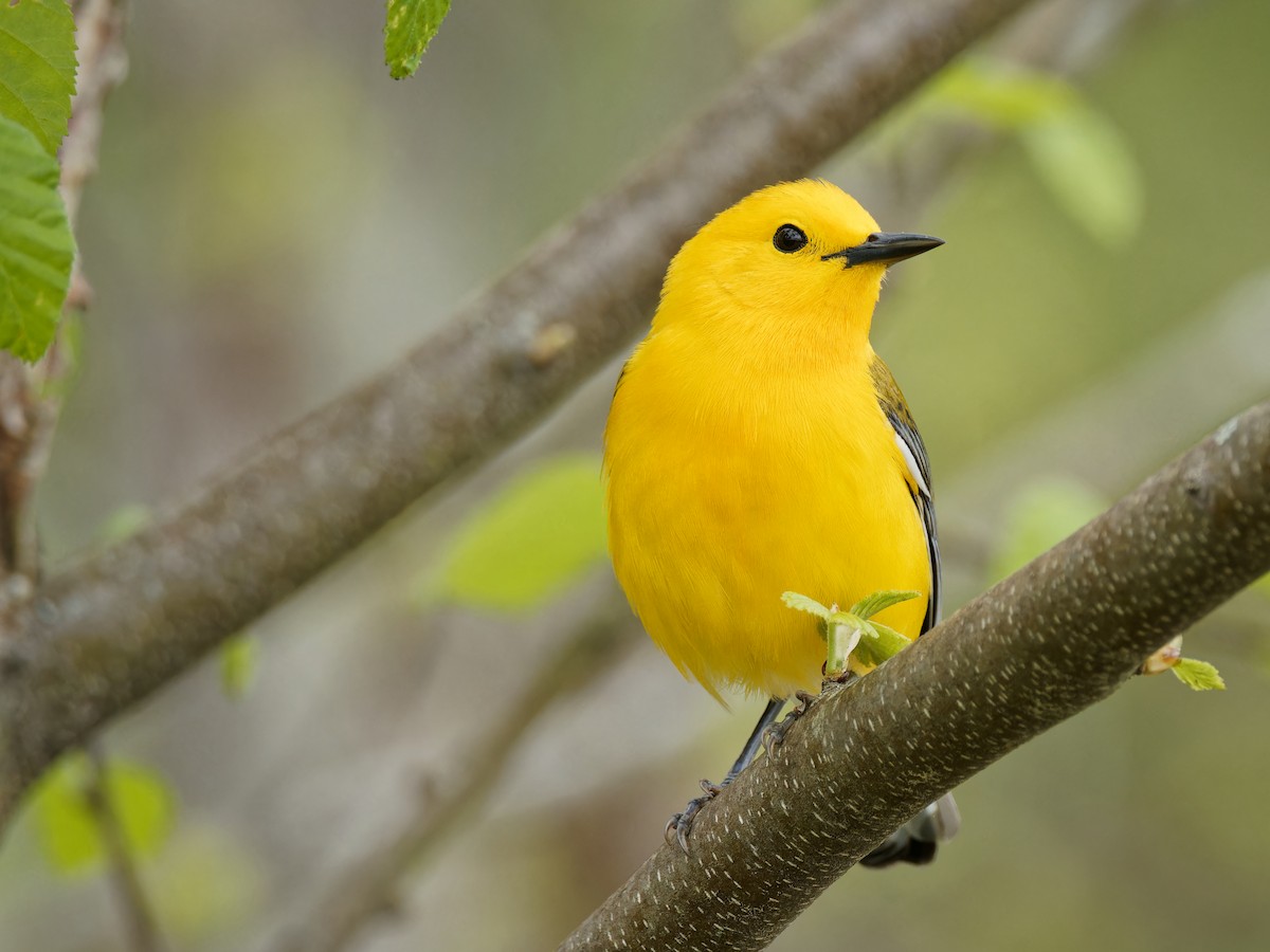 Prothonotary Warbler - ML618316965
