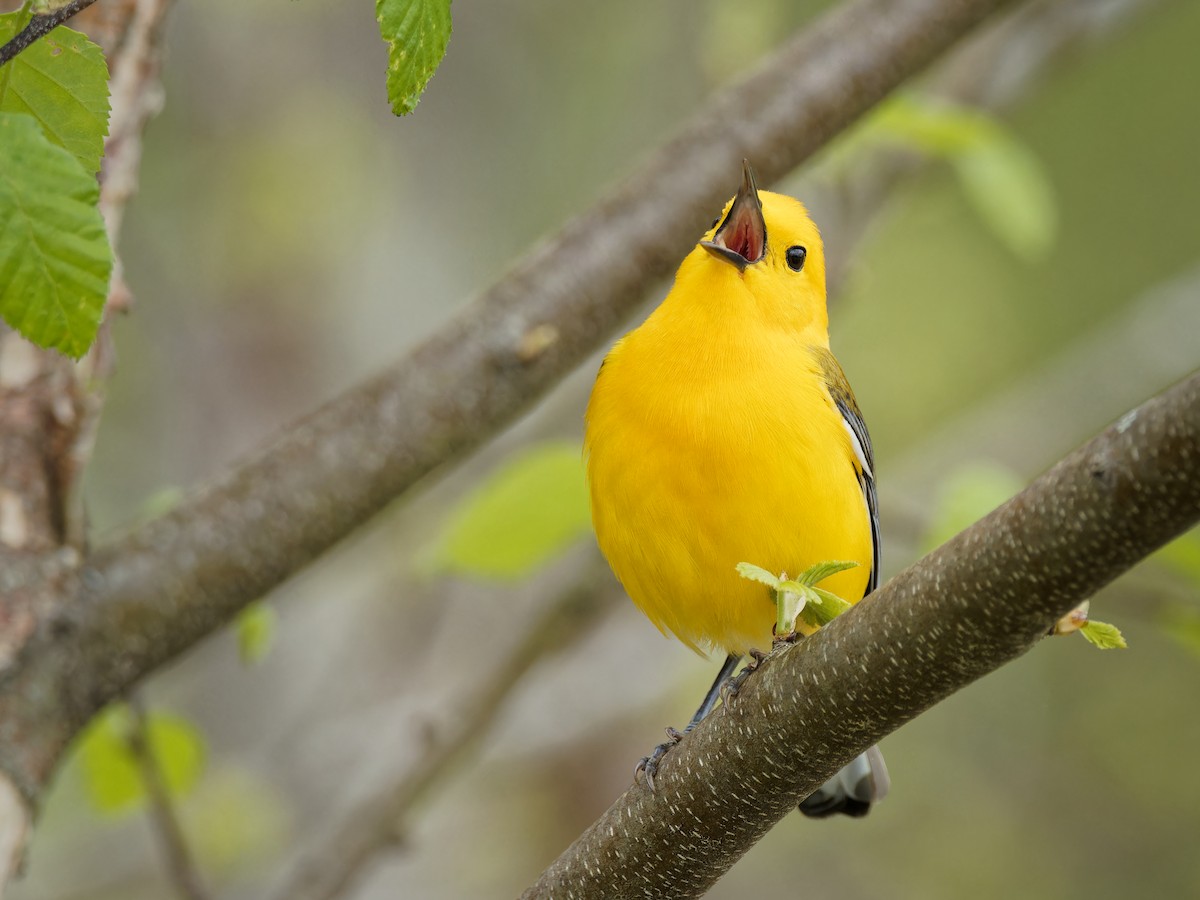 Prothonotary Warbler - ML618316976