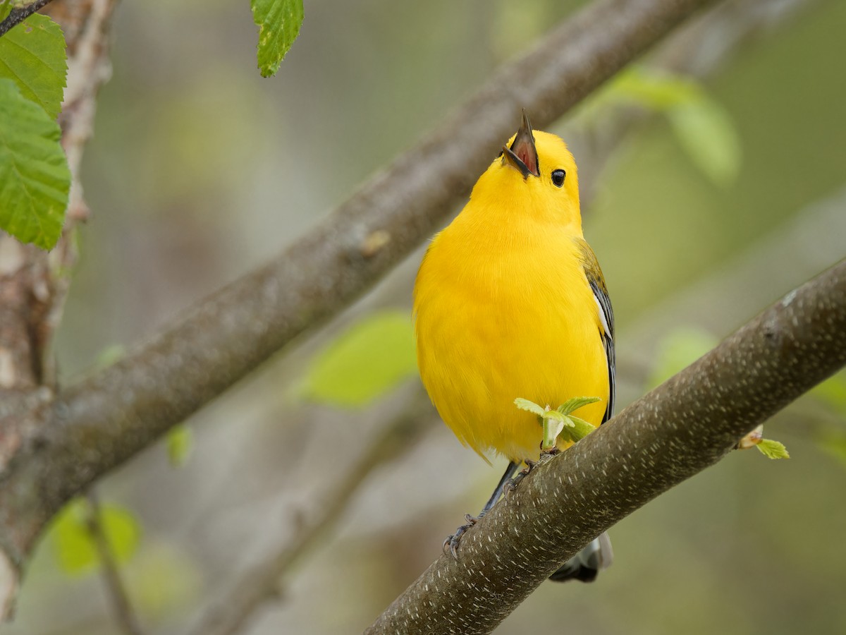 Prothonotary Warbler - ML618316978