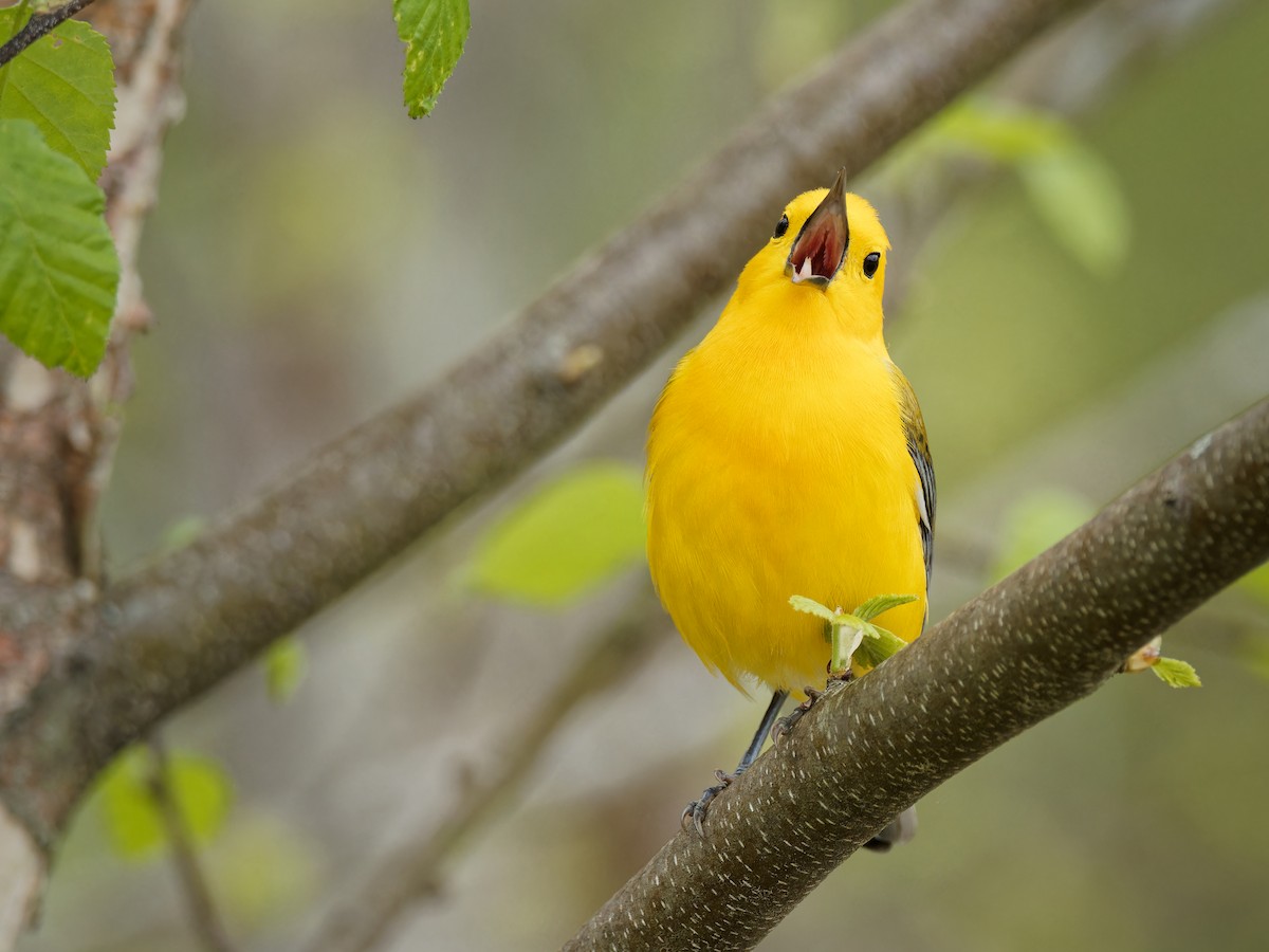 Prothonotary Warbler - ML618316982