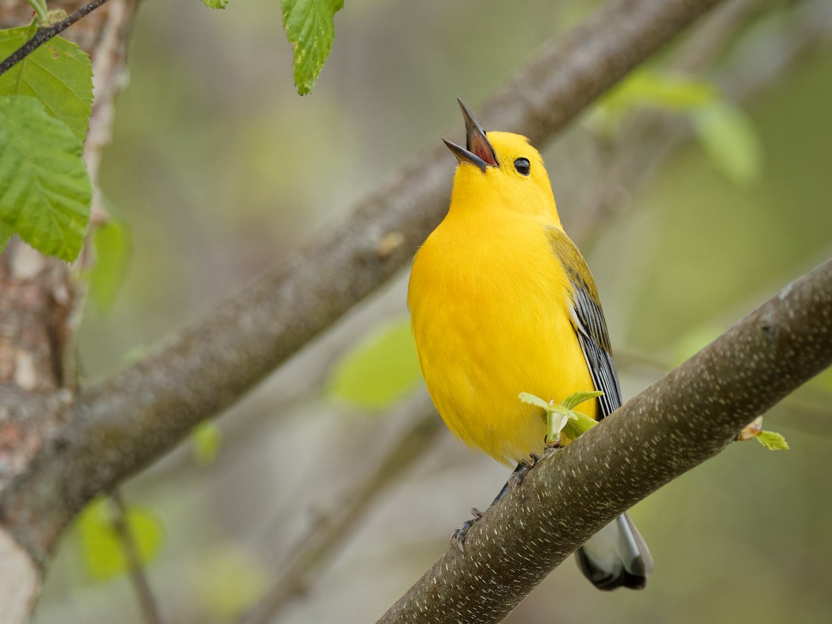 Prothonotary Warbler - ML618316998