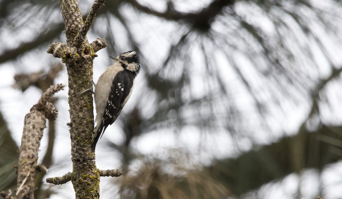 Downy Woodpecker (Pacific) - ML618317003