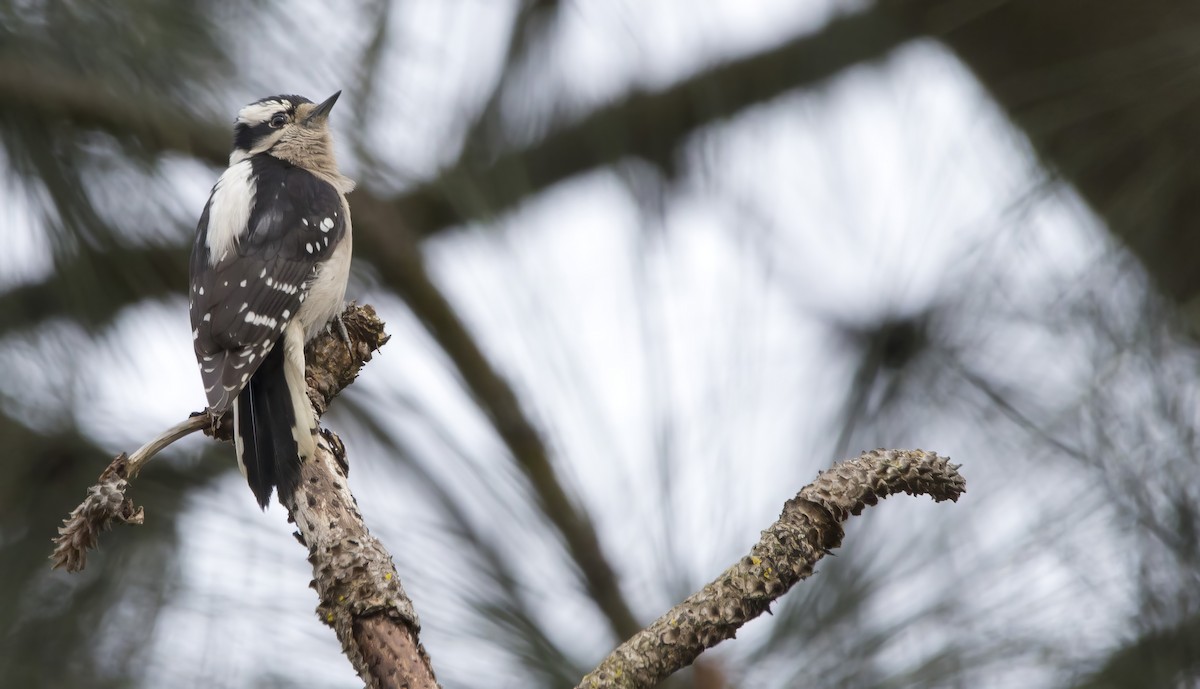 Downy Woodpecker (Pacific) - ML618317006