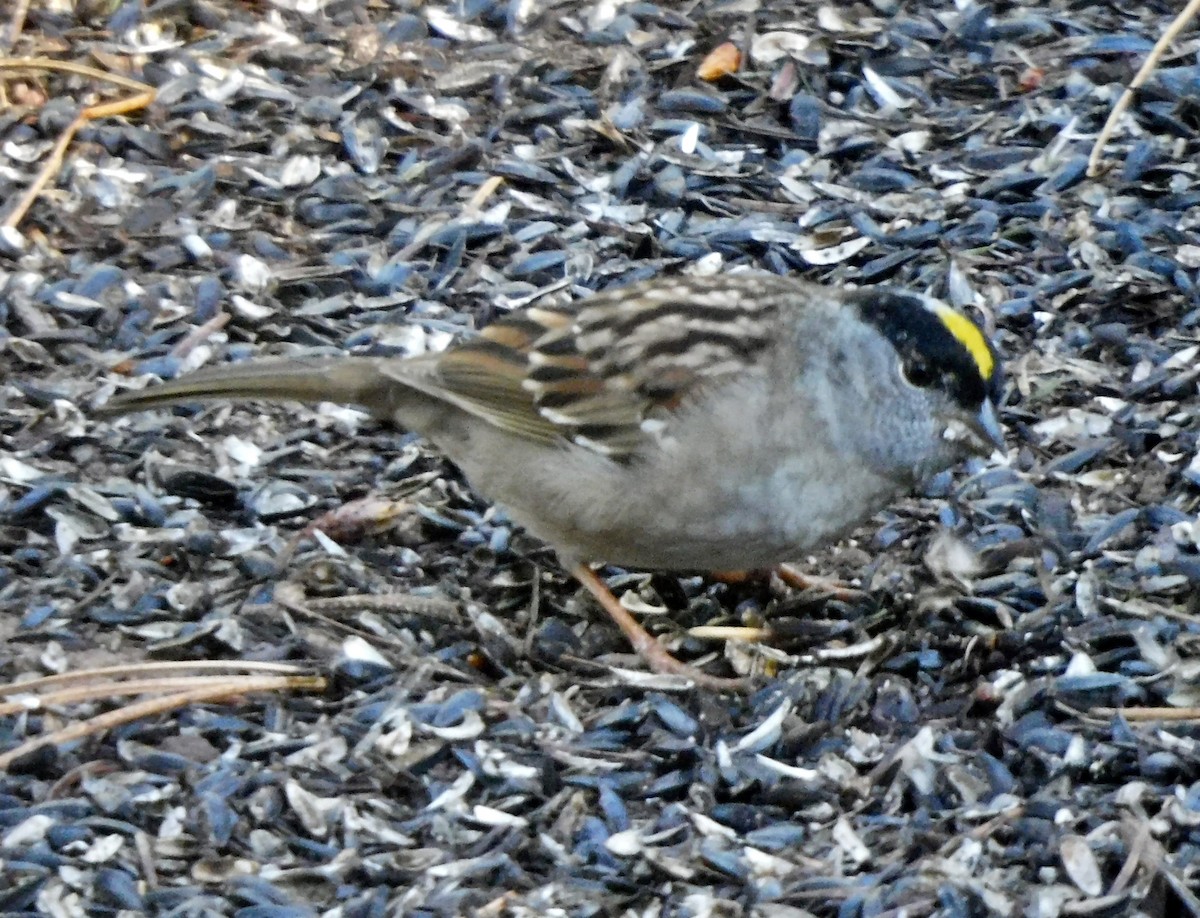 Golden-crowned Sparrow - ML618317007