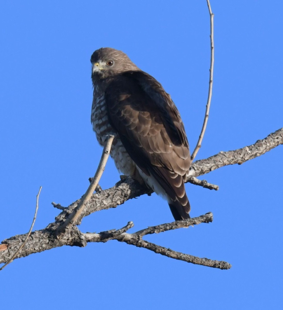 Broad-winged Hawk - Ernest Crvich