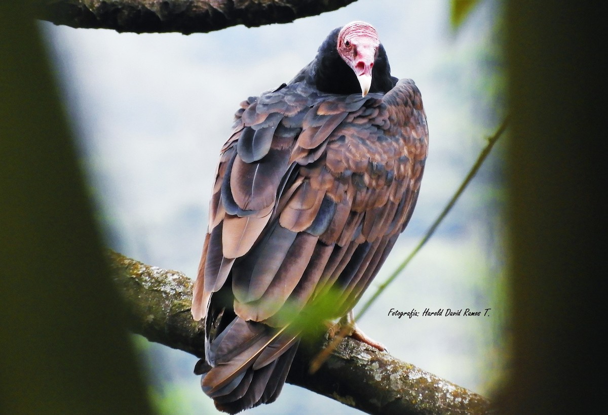 Turkey Vulture - Harold Ramos Torres