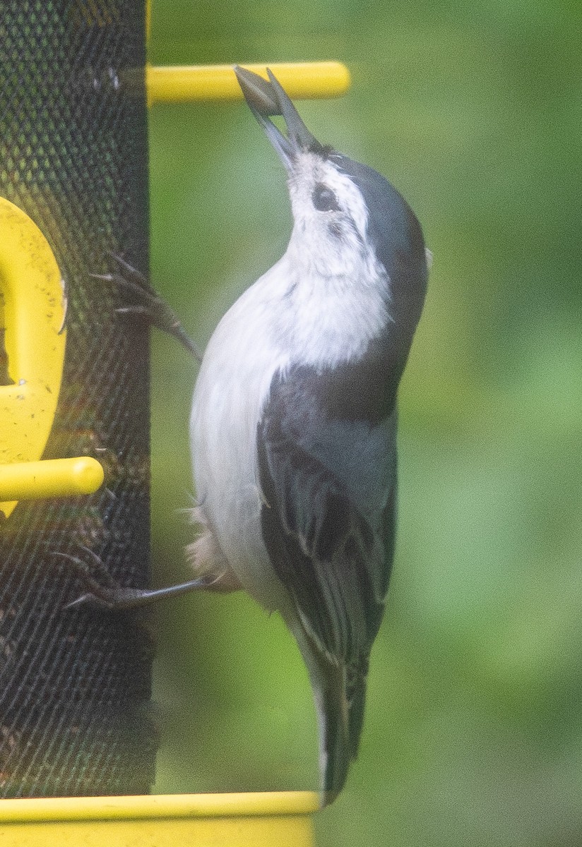 White-breasted Nuthatch - ML618317070