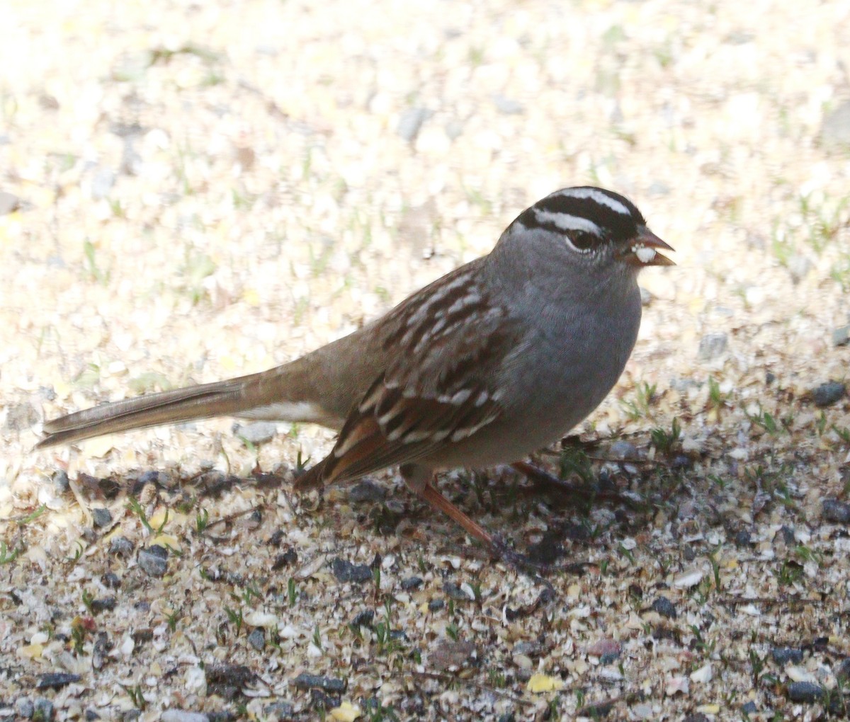 White-crowned Sparrow - Hélène Crête