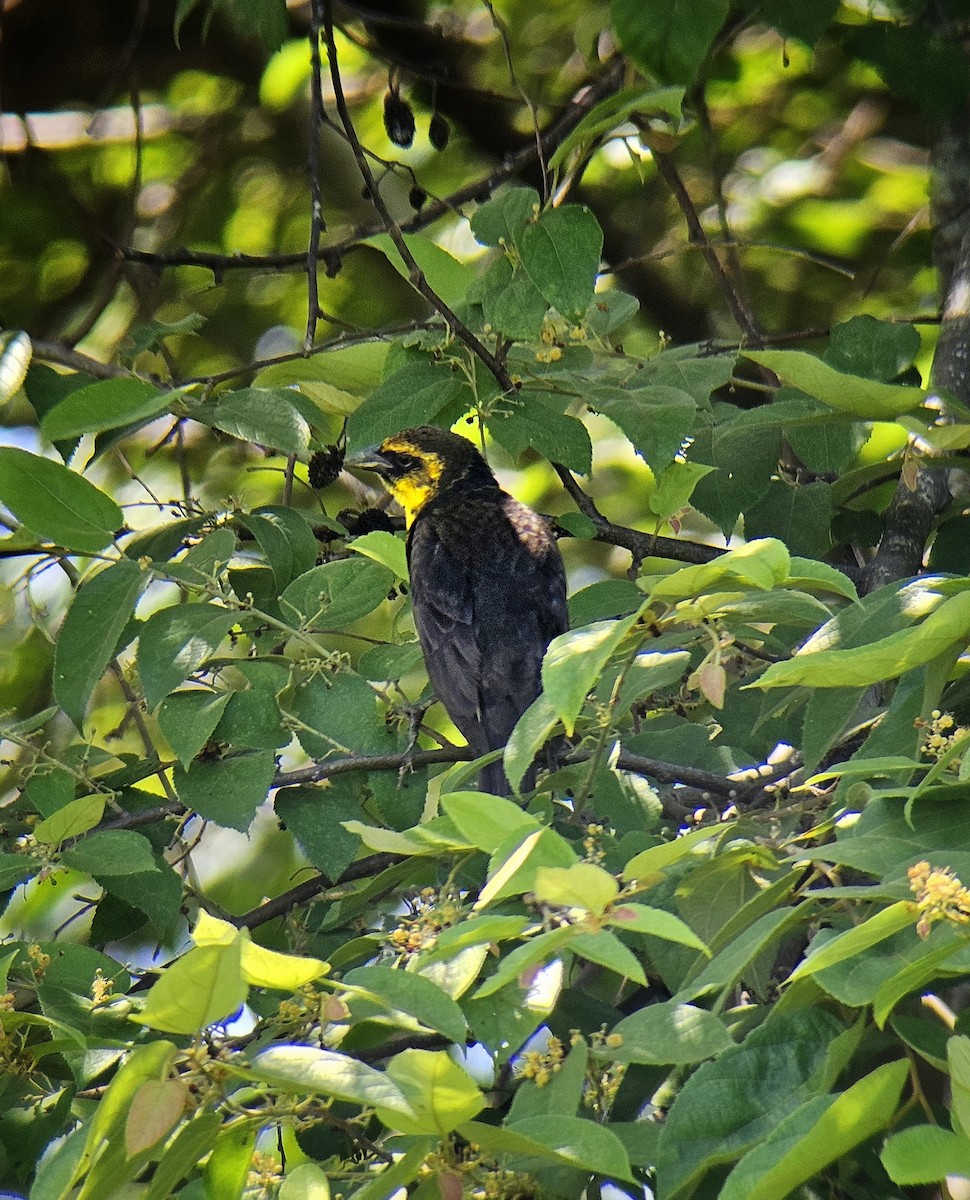 Yellow-headed Blackbird - ML618317173