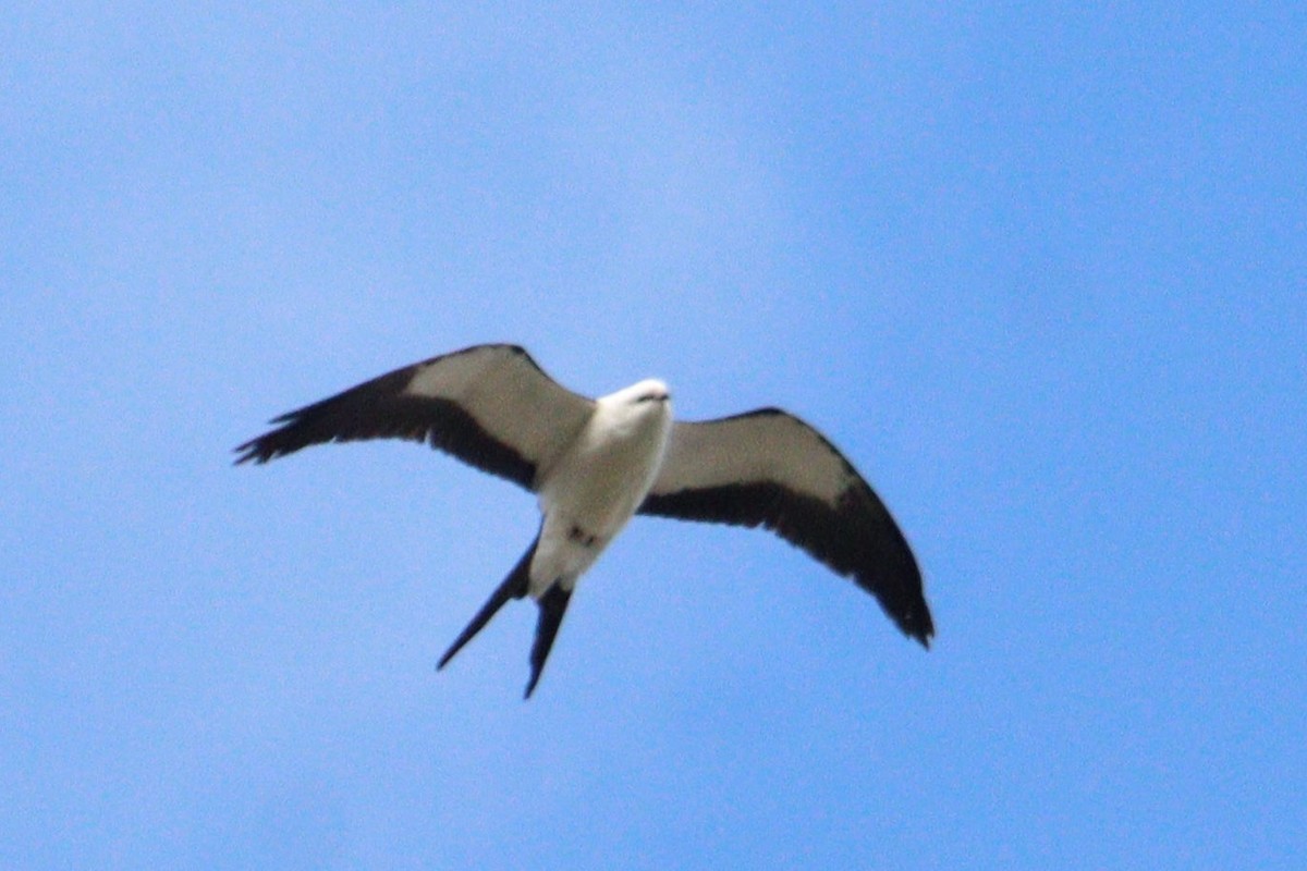Swallow-tailed Kite - ML618317174