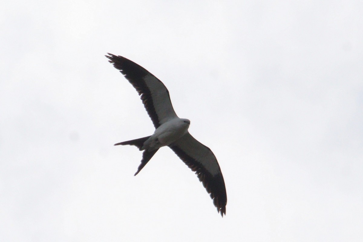 Swallow-tailed Kite - ML618317175