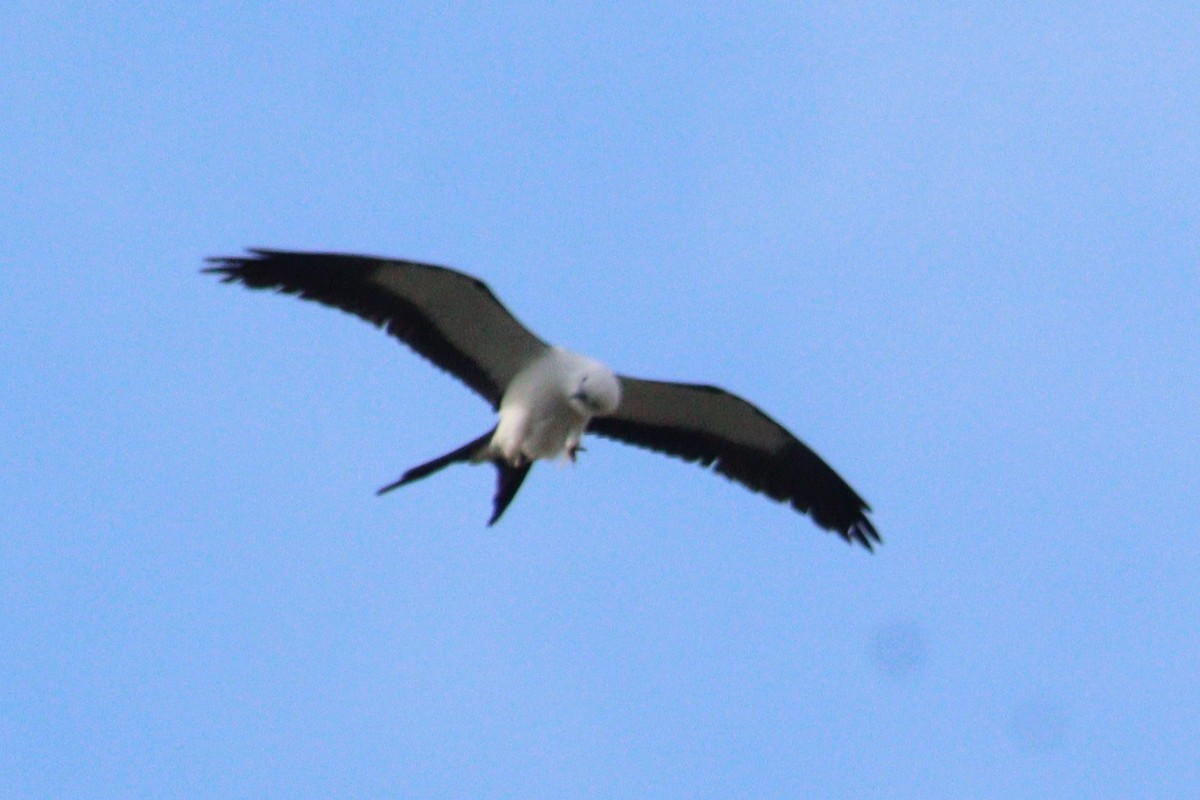 Swallow-tailed Kite - ML618317176