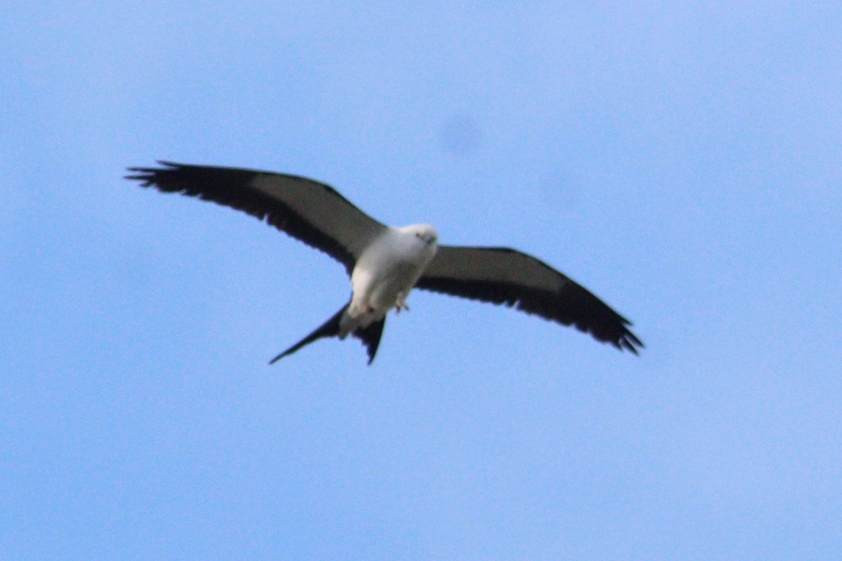 Swallow-tailed Kite - ML618317177