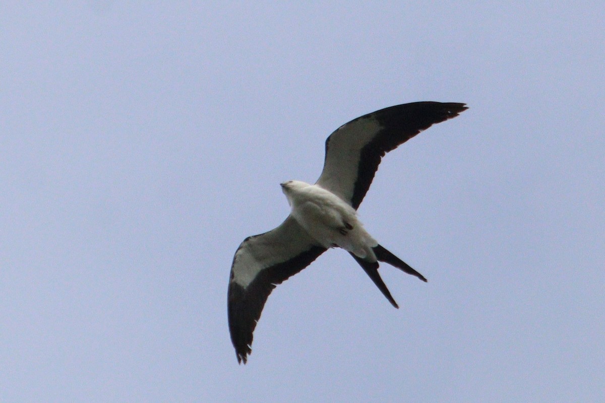 Swallow-tailed Kite - ML618317178