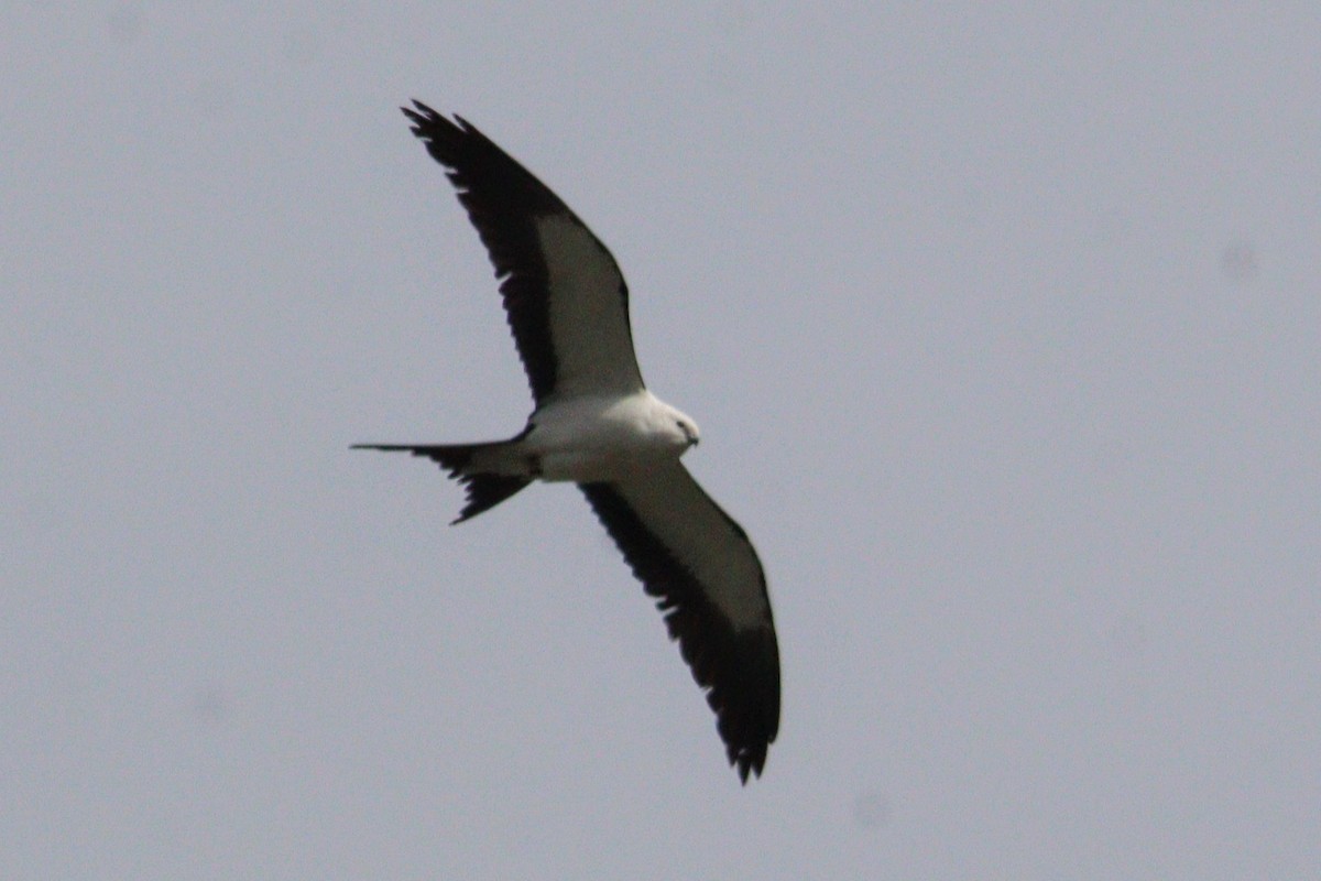 Swallow-tailed Kite - ML618317179