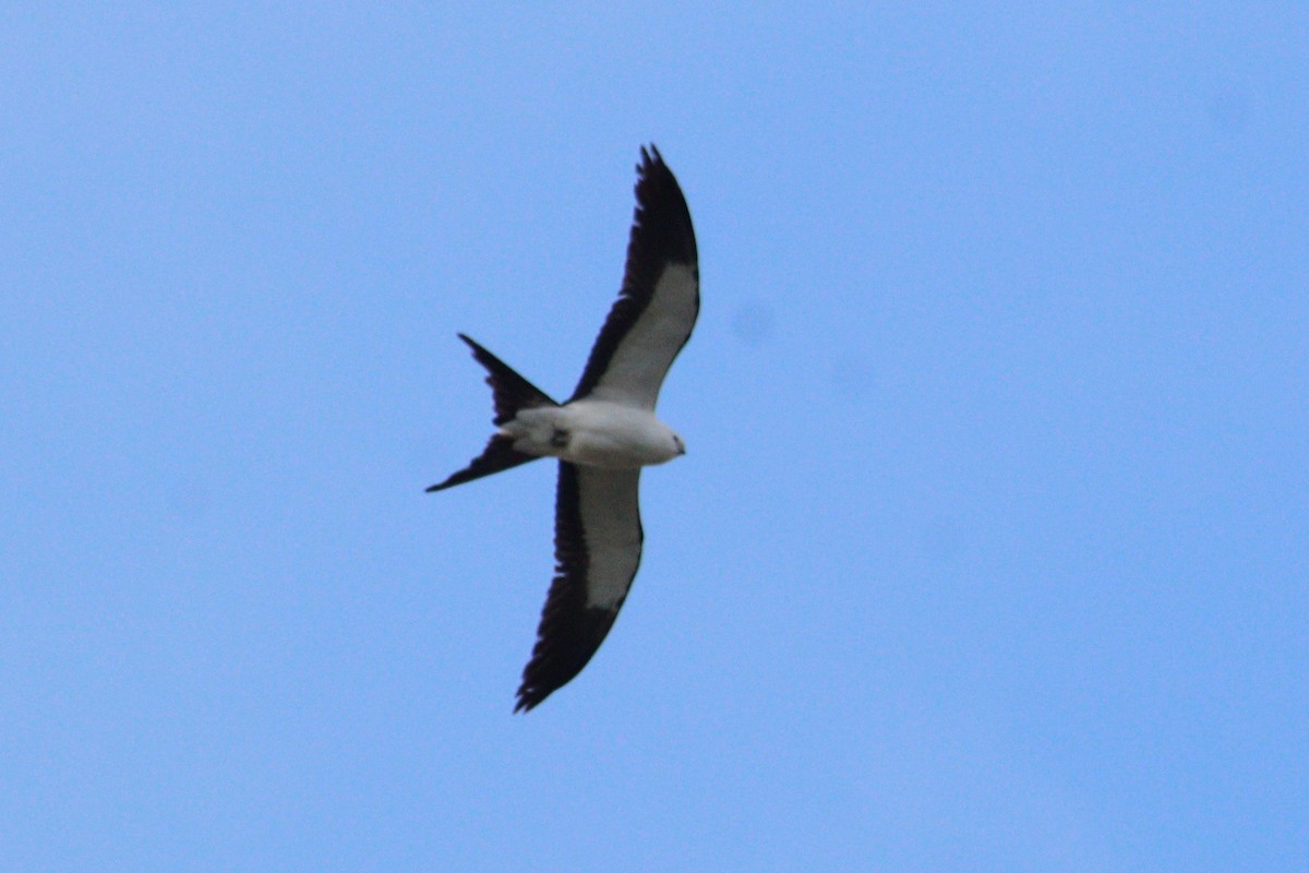 Swallow-tailed Kite - ML618317180