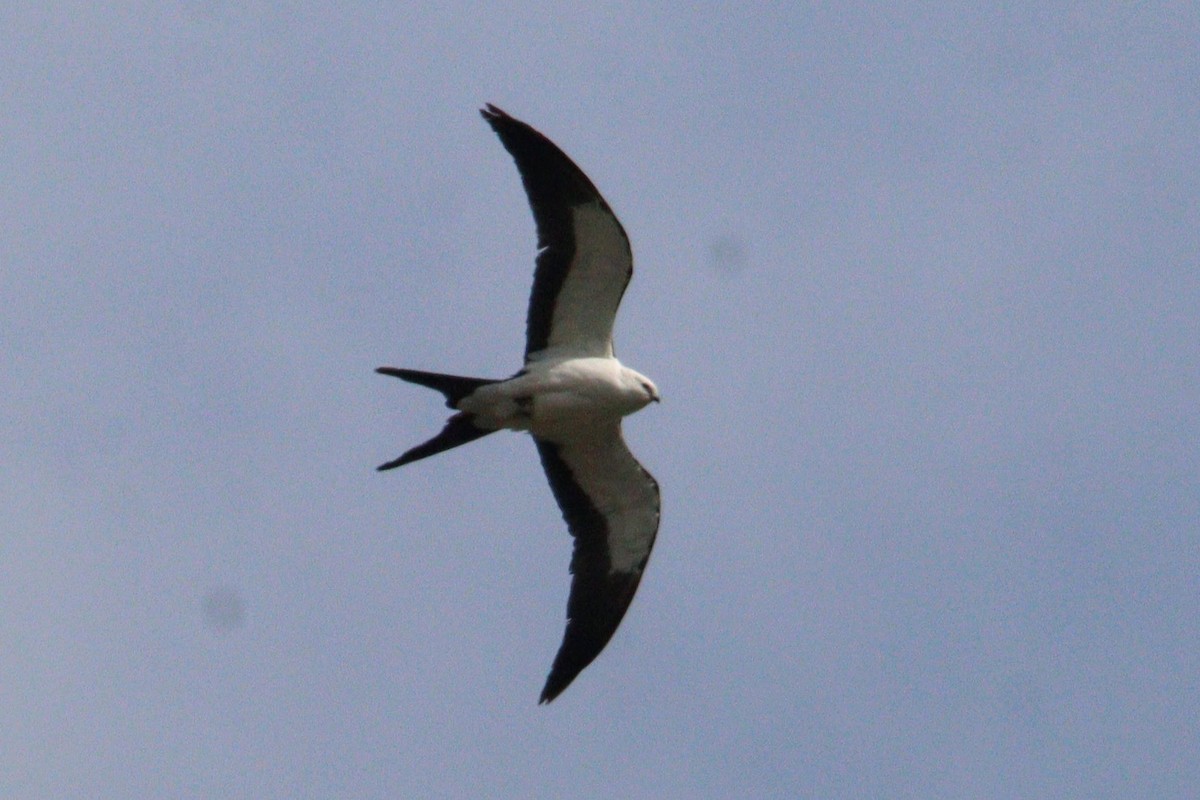 Swallow-tailed Kite - ML618317181