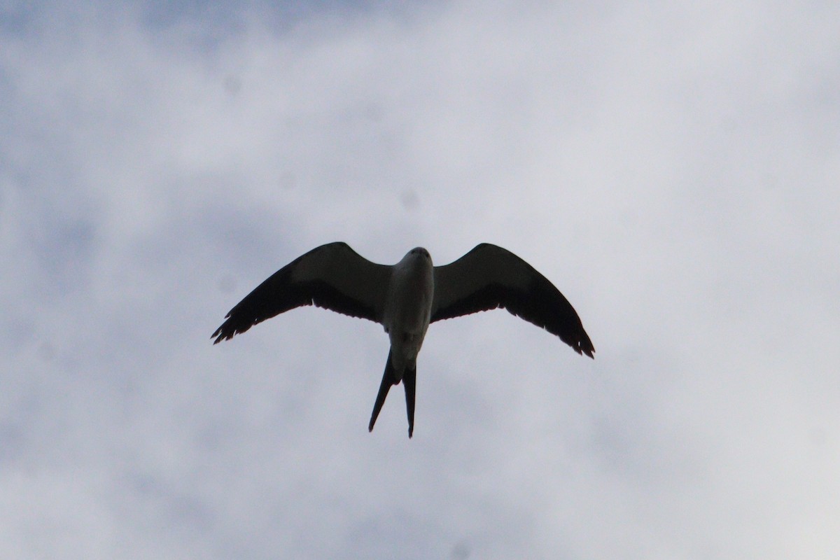 Swallow-tailed Kite - ML618317182