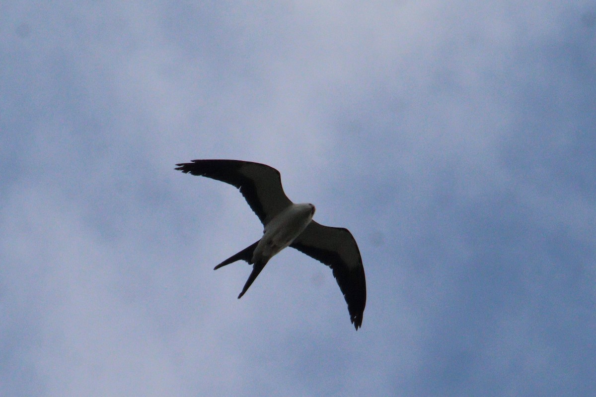Swallow-tailed Kite - ML618317183