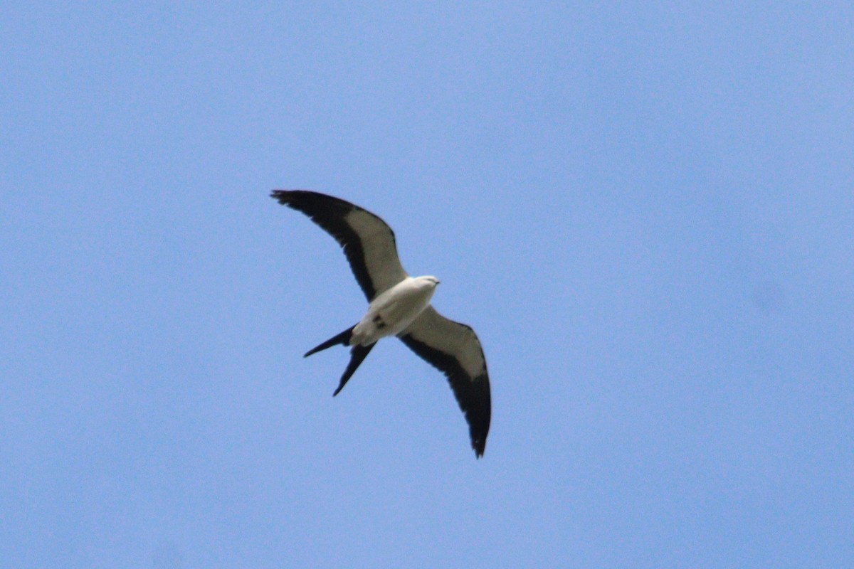 Swallow-tailed Kite - ML618317184