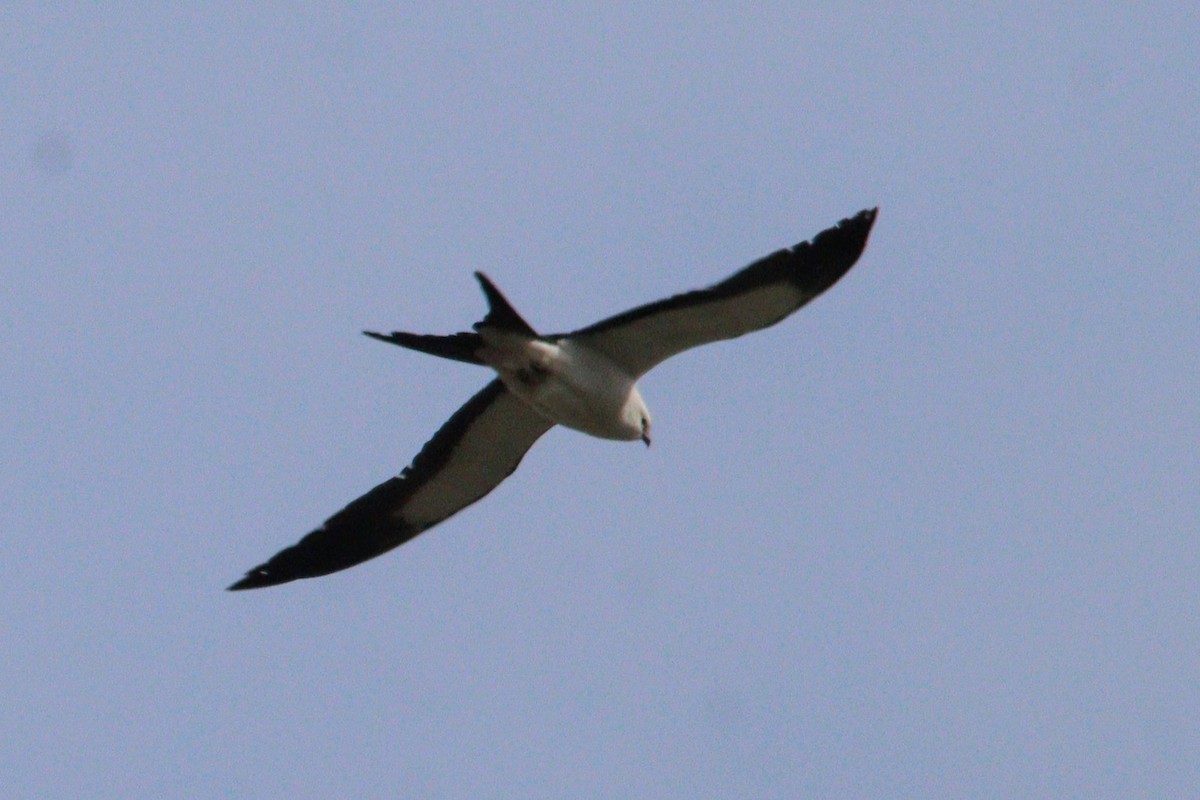 Swallow-tailed Kite - ML618317185