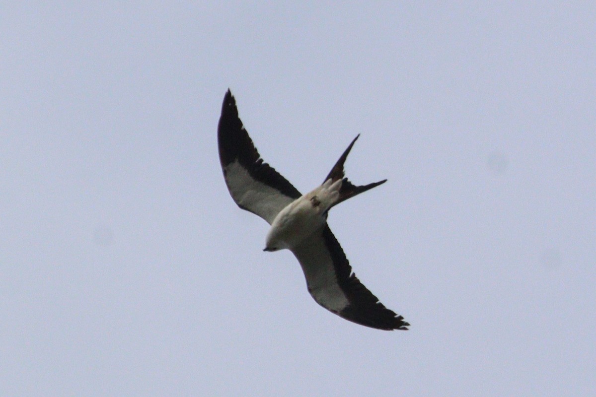Swallow-tailed Kite - ML618317186