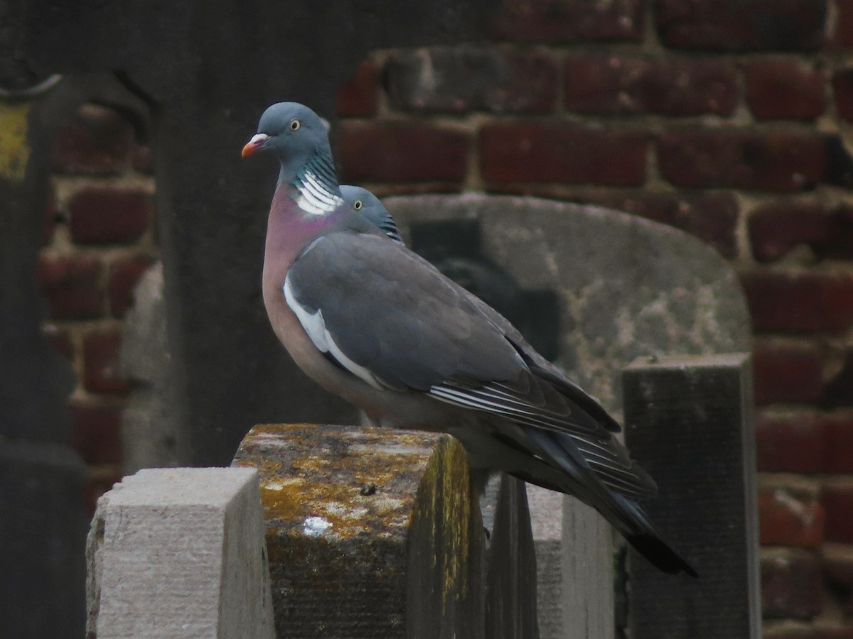 Common Wood-Pigeon - ML618317200
