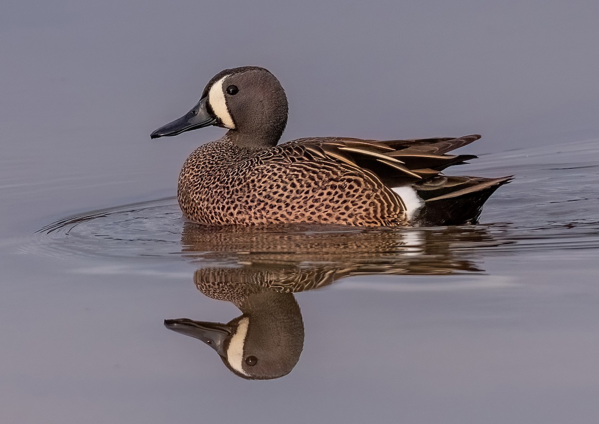 Blue-winged Teal - ML618317203