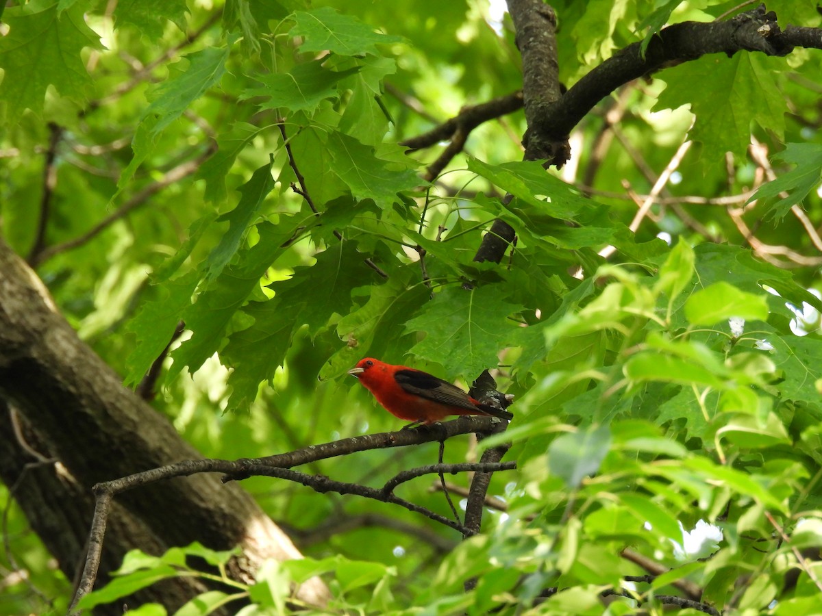 Scarlet Tanager - ML618317214