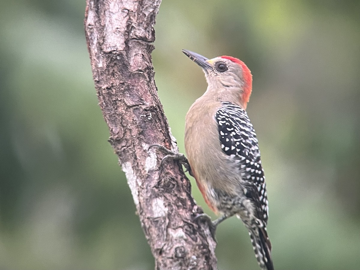 Red-crowned Woodpecker - ML618317247