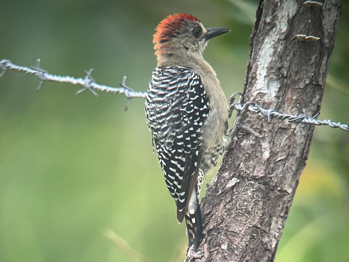 Red-crowned Woodpecker - ML618317248
