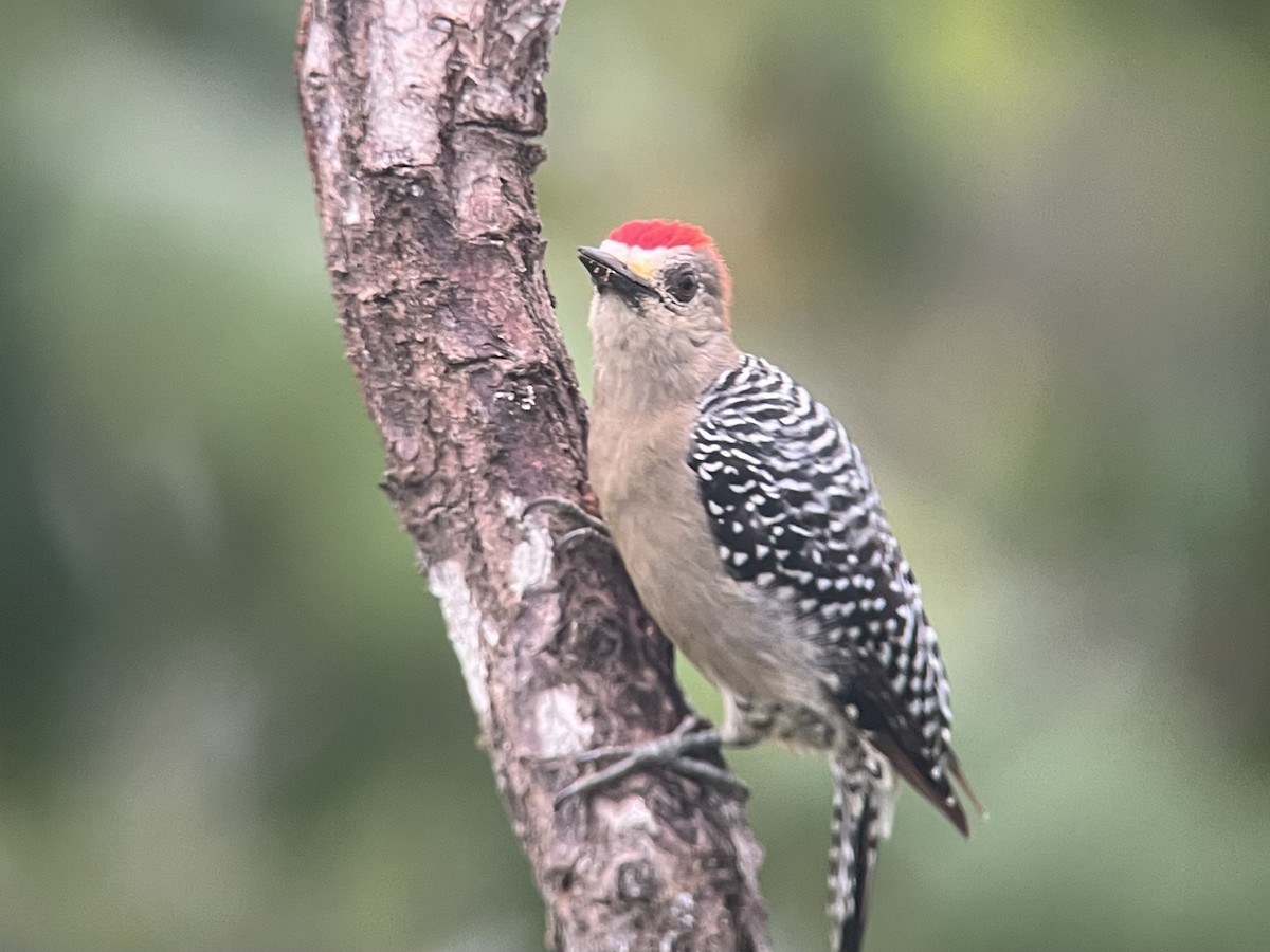 Red-crowned Woodpecker - ML618317249