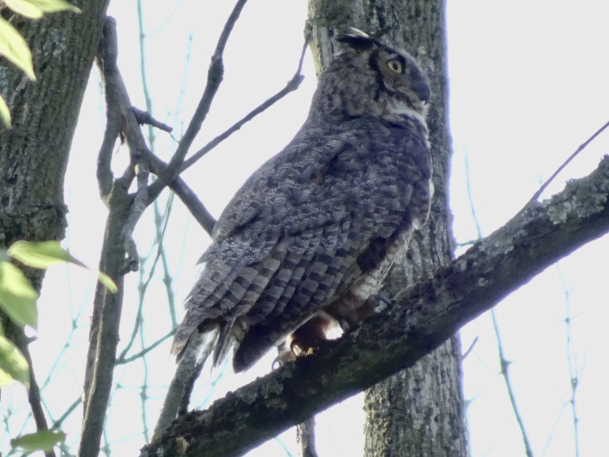 Great Horned Owl - ML618317288