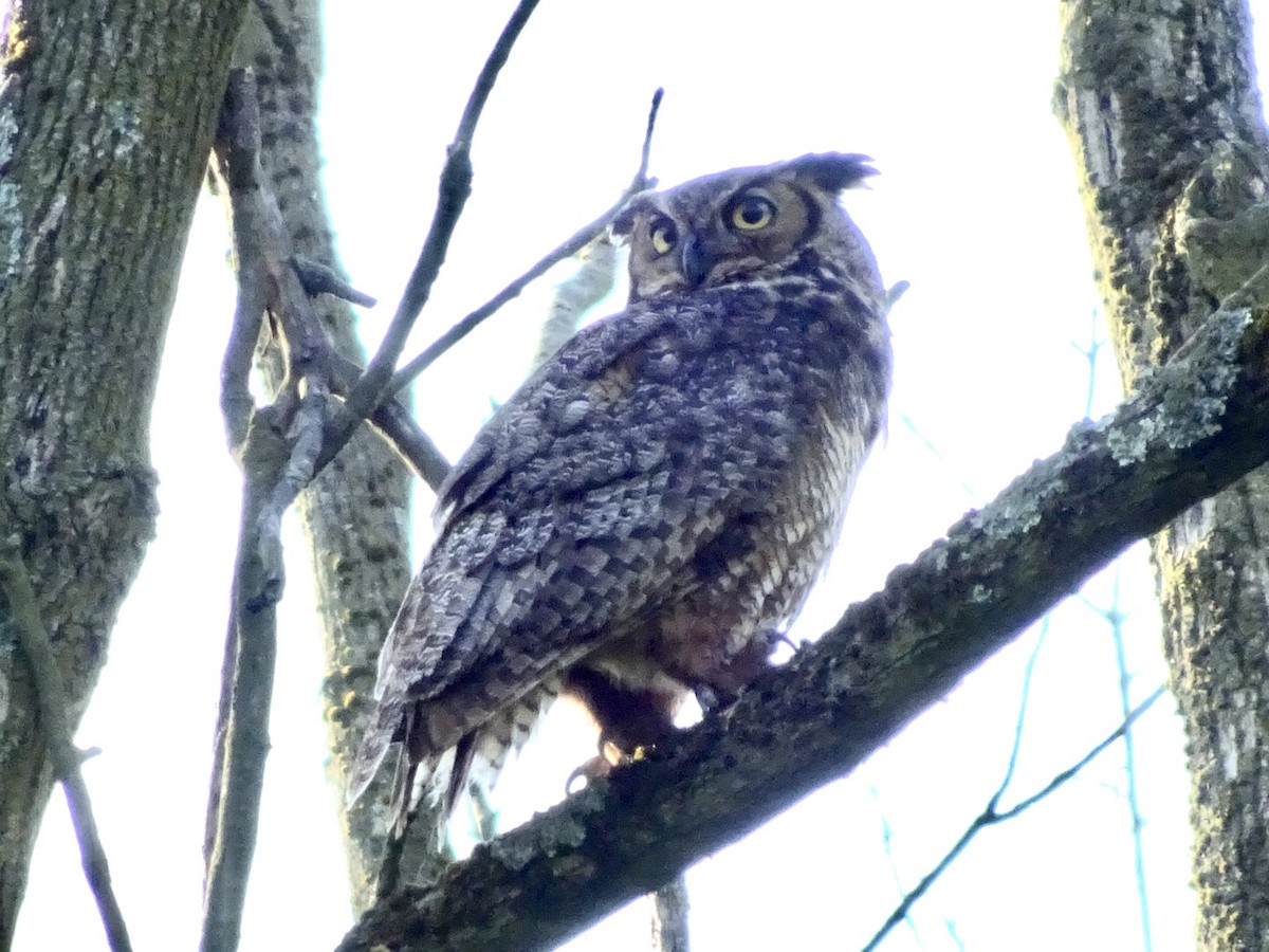 Great Horned Owl - ML618317289