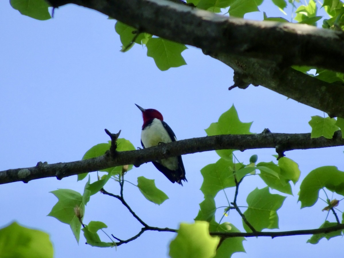 Red-headed Woodpecker - Dan Keener