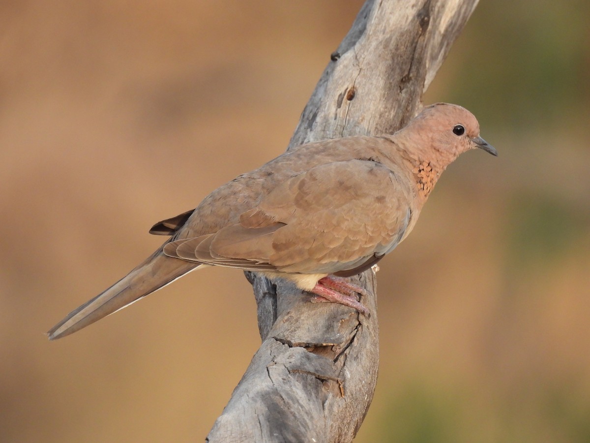 Laughing Dove - ML618317333