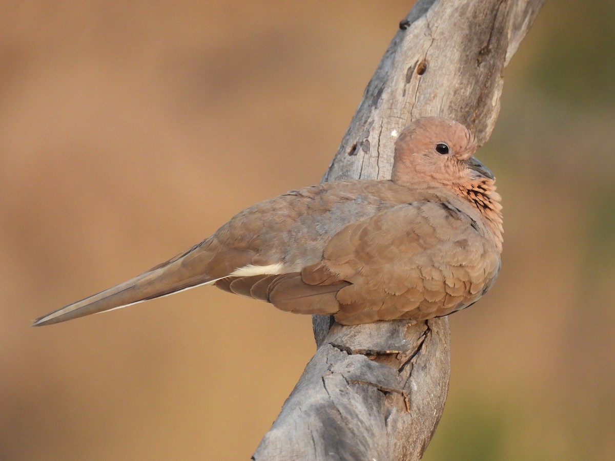Laughing Dove - ML618317334