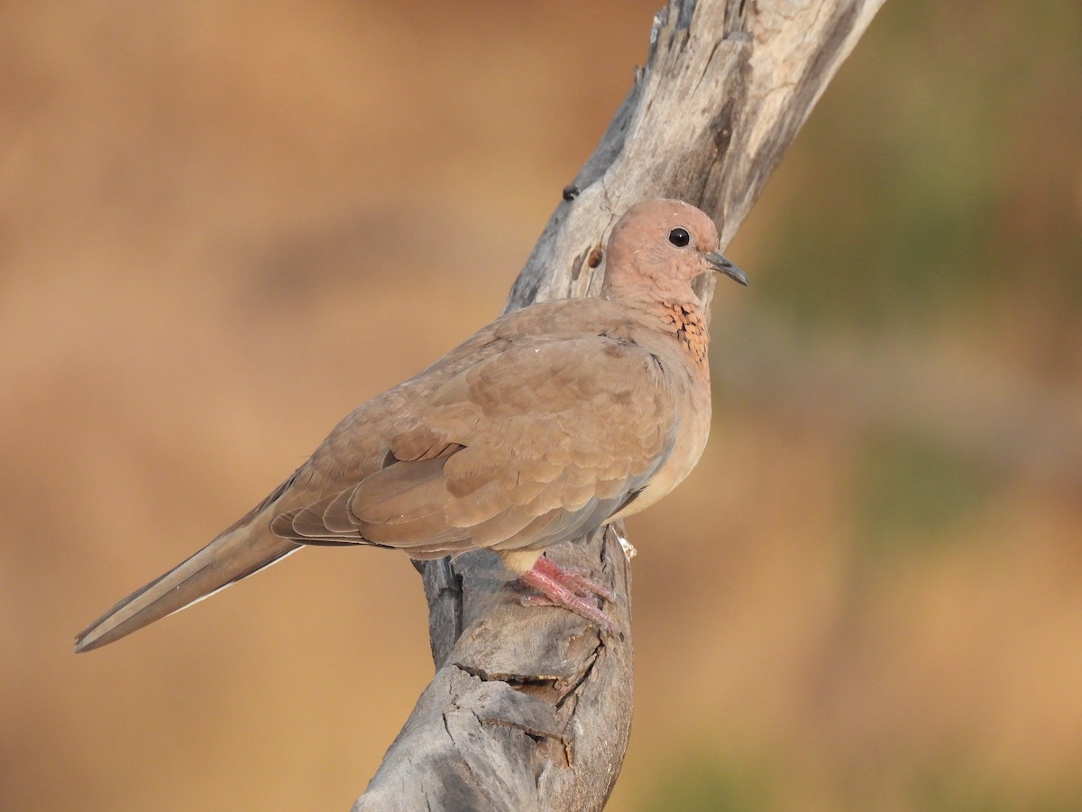 Laughing Dove - ML618317336