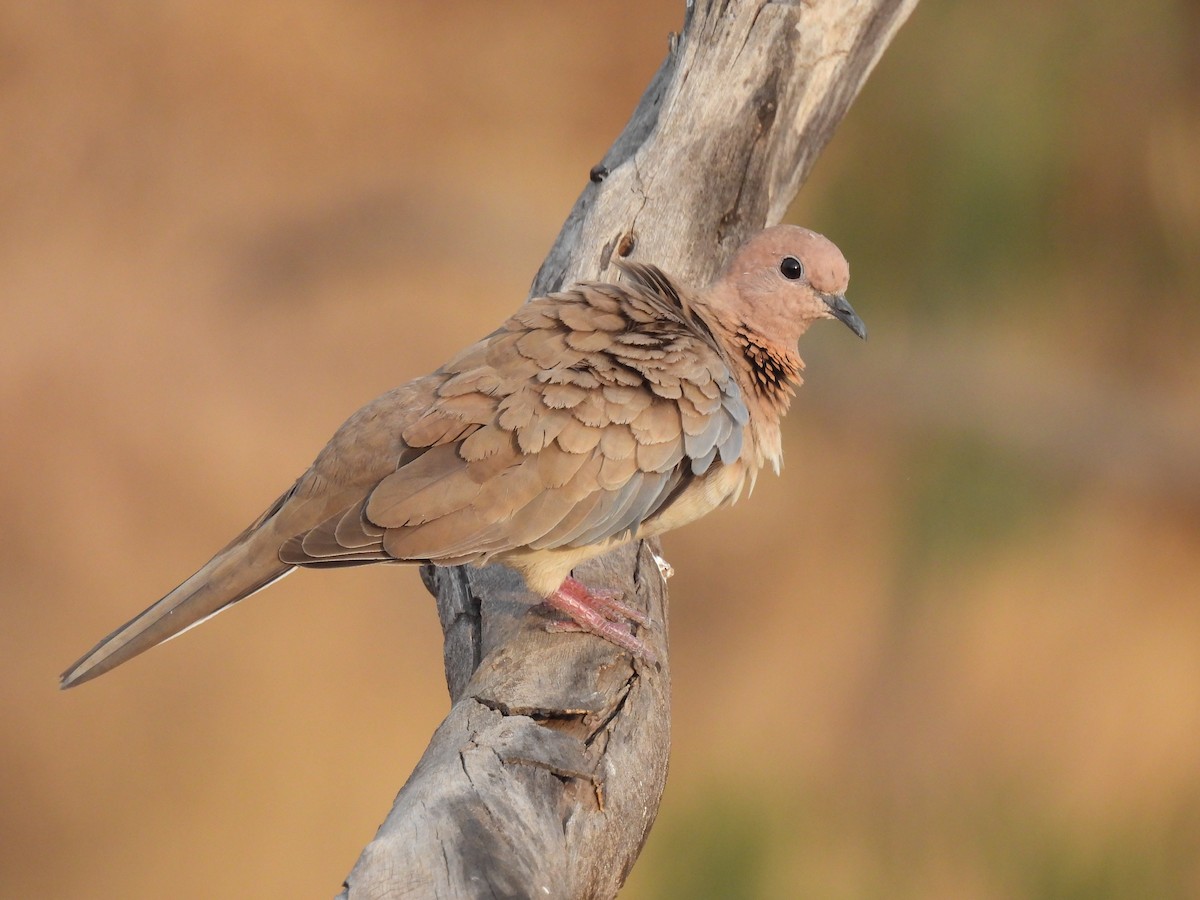 Laughing Dove - ML618317337