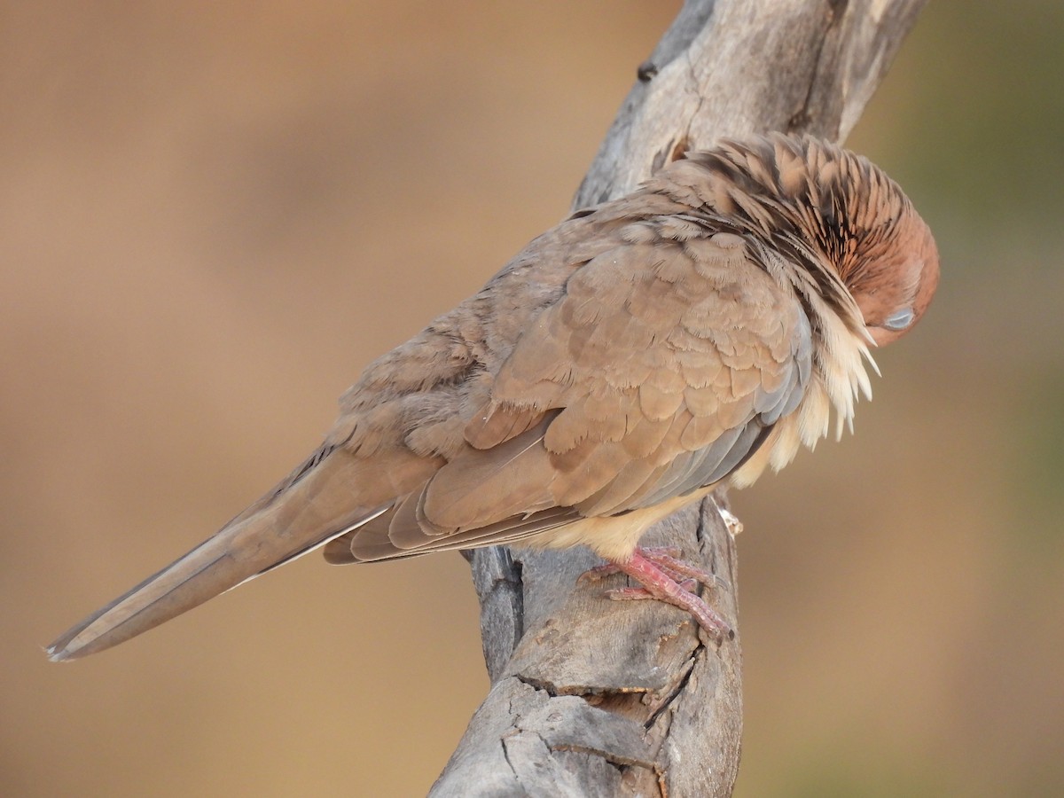 Laughing Dove - ML618317338