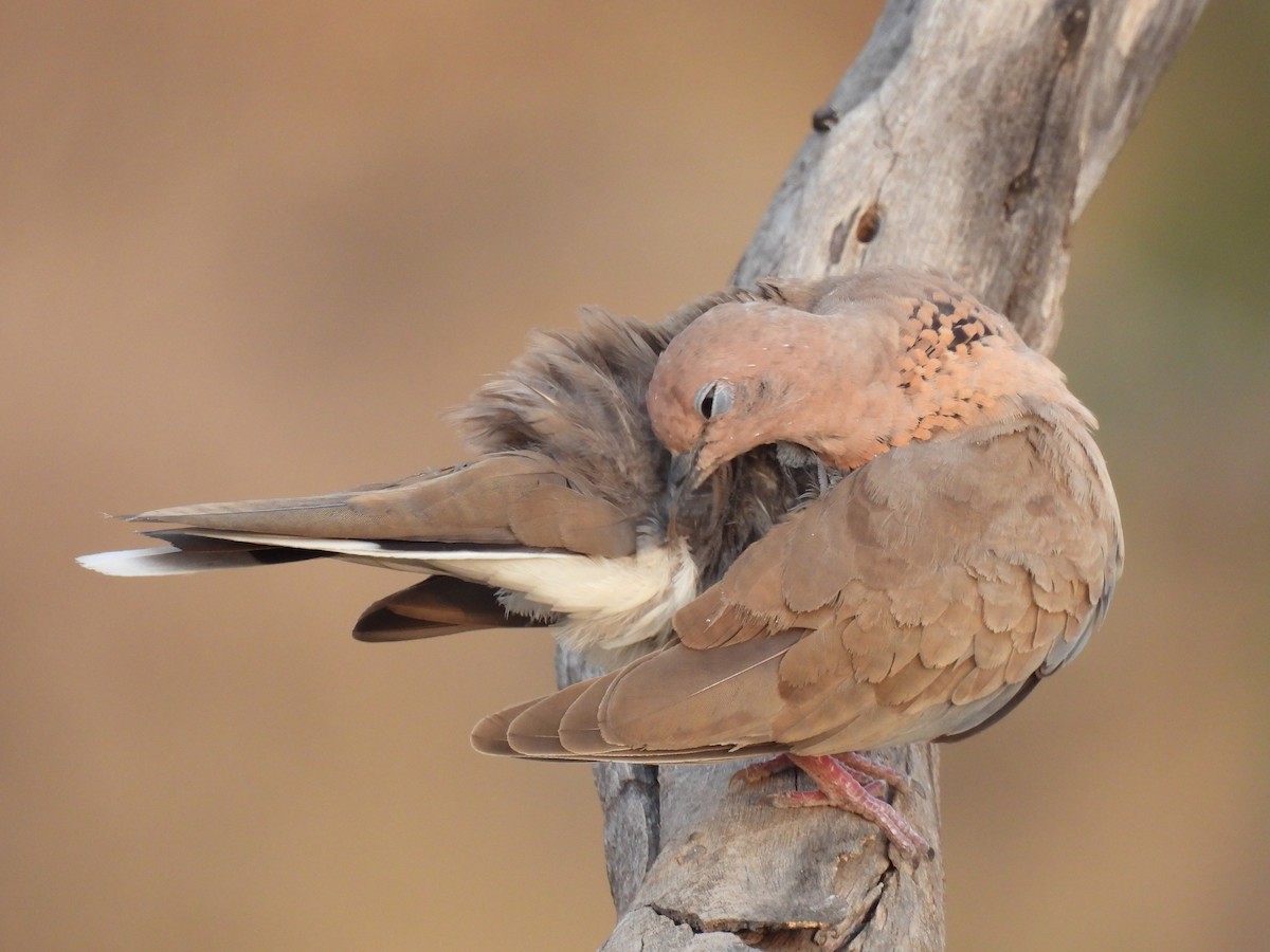 Laughing Dove - ML618317339