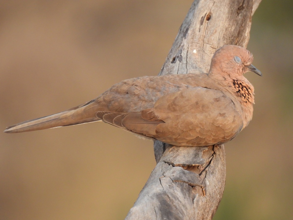 Laughing Dove - ML618317340