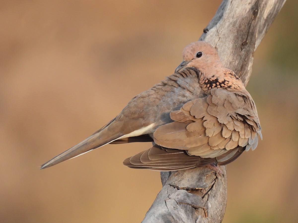 Laughing Dove - ML618317341